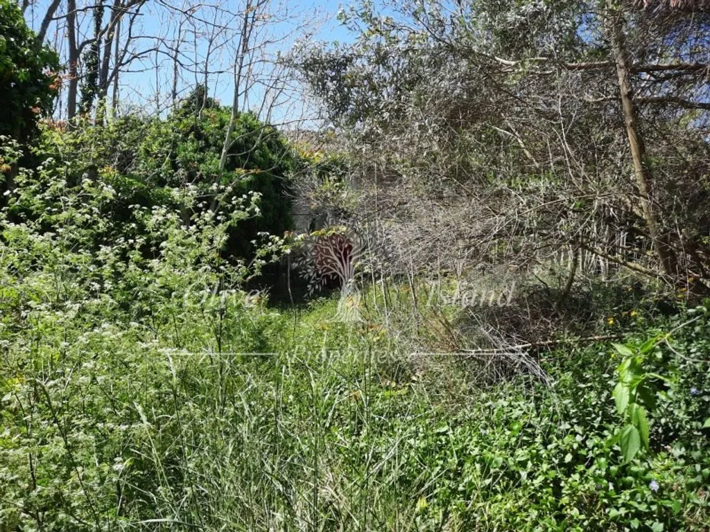 Jardin - 18th Century Manor for Restoration in Binissalem