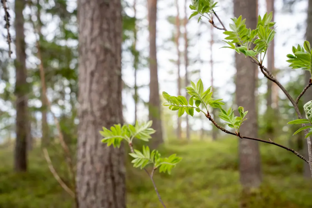 Forest Cottage with Eco Heating in Hälledal