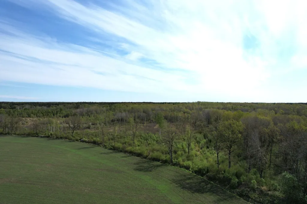Vue aérienne - Forested Land with Access Road in Väike-Võhma, Saaremaa