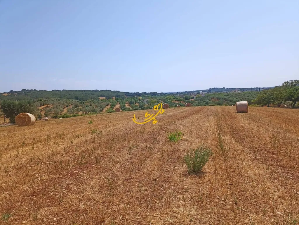 Jardin - Trullo for Renovation in Martina Franca