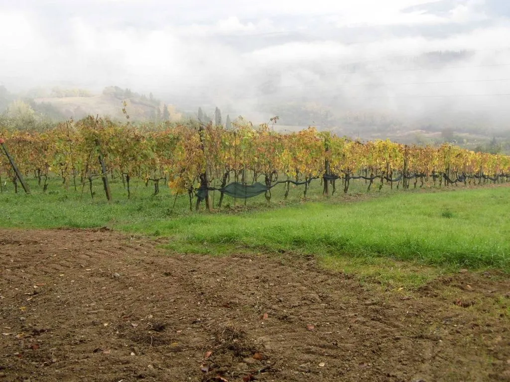 Garden - Vineyard Estate with Olive Grove in Suvereto