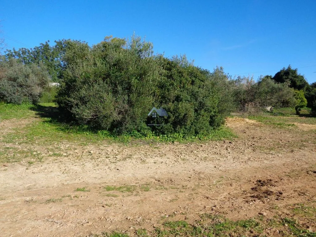 Jardin - Luxury House with Garden in Loulé