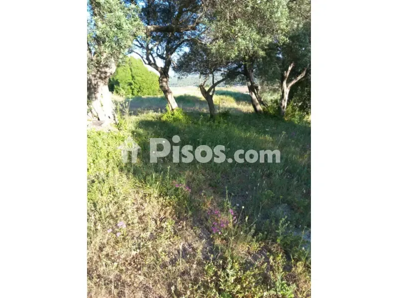 Jardin - Rustic Finca with Olive Trees in Vejer de La Frontera