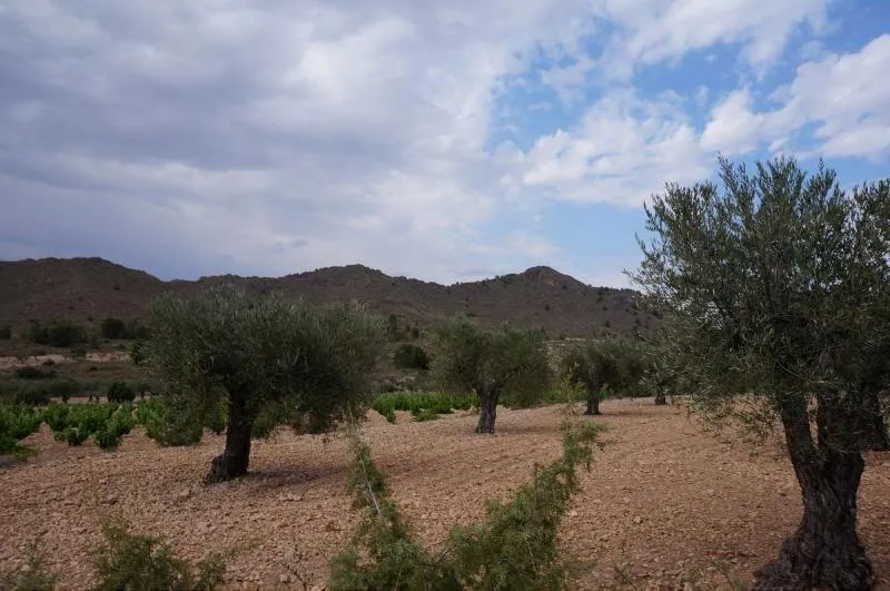 Garden - Large Plot in Yecla