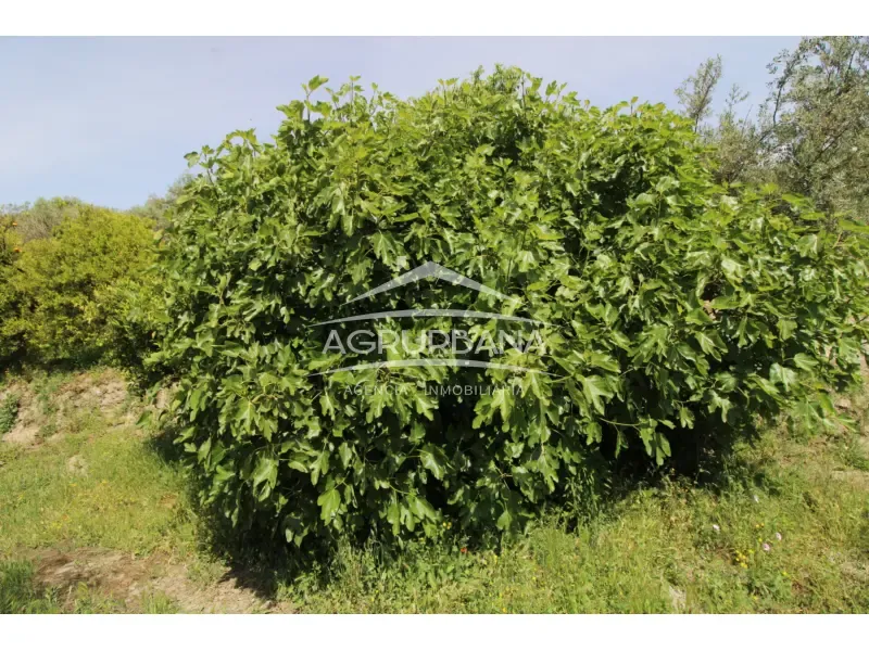 Aed - Rustic Farmhouse with Fruit Trees in Órgiva