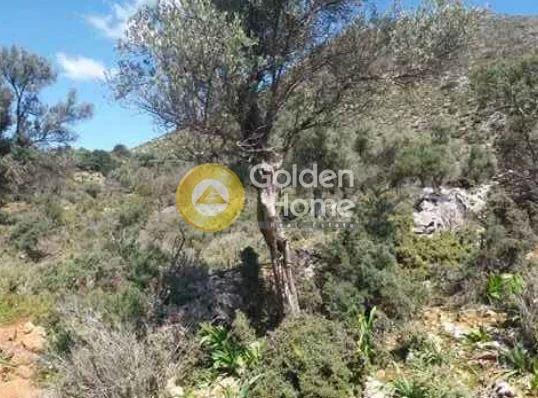 Aed - Agricultural Plot with Olive Trees in Damasta