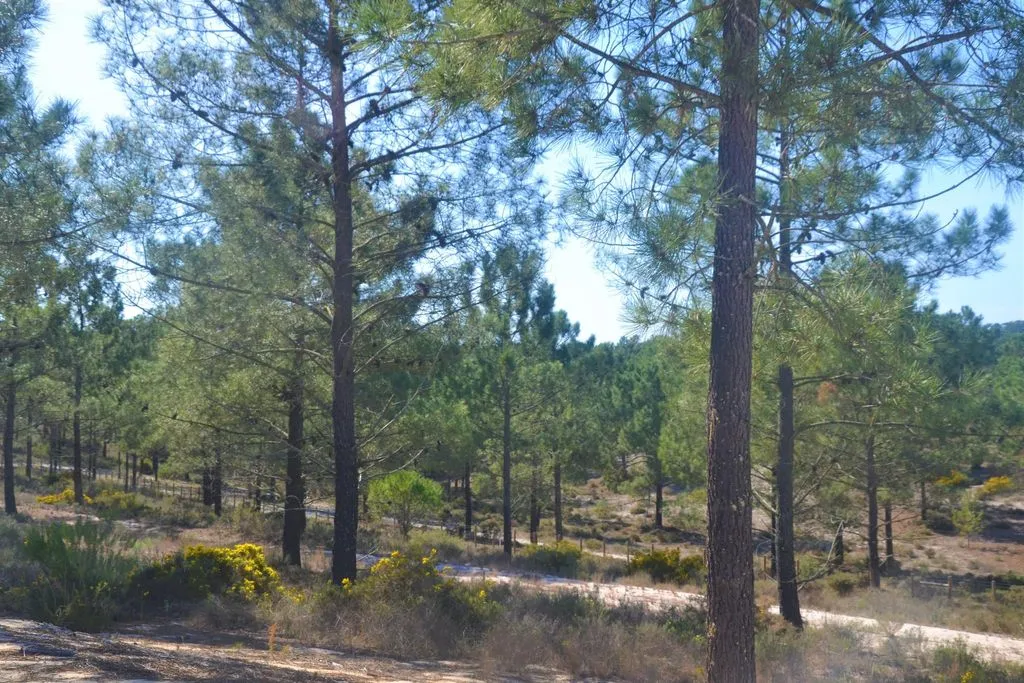 Aed - Development Land with Beach Proximity in Comporta