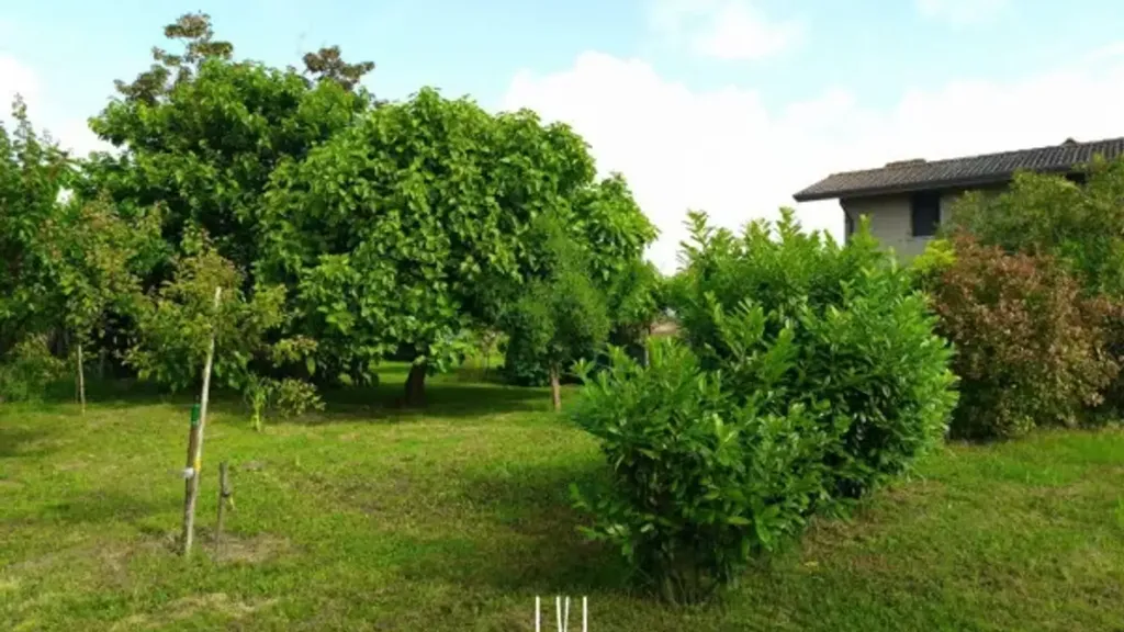 Aed - Villa with Fruit Garden in Jesolo