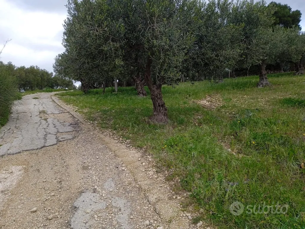 Jardin - Olive Grove Land in Contrada Bordea