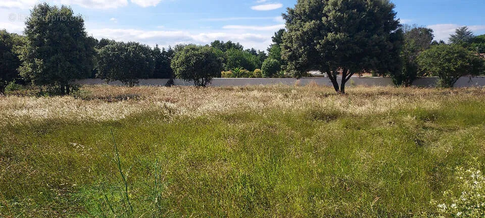 Jardin - Terrain avec Jardin à Avignon