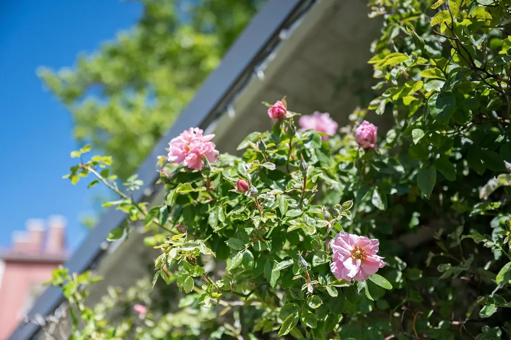 Efficient Flat with Garden in Malmö