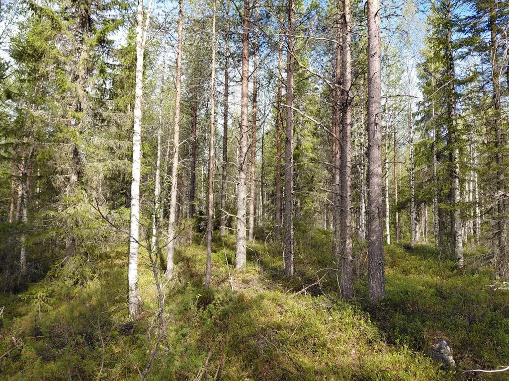 Jardin - Cottage with Lake View in Kuusamo