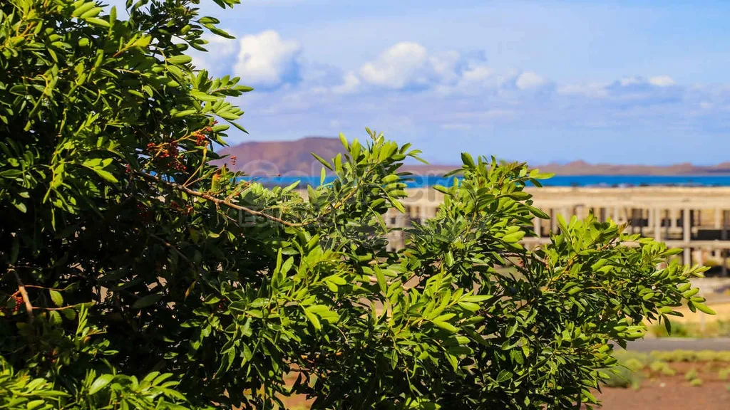 Two-Bedroom Apartment with Pool in Corralejo