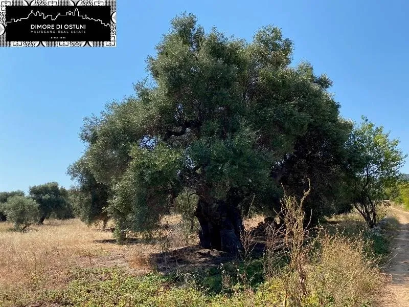 Rustic Lamia with Olive Grove in Ostuni