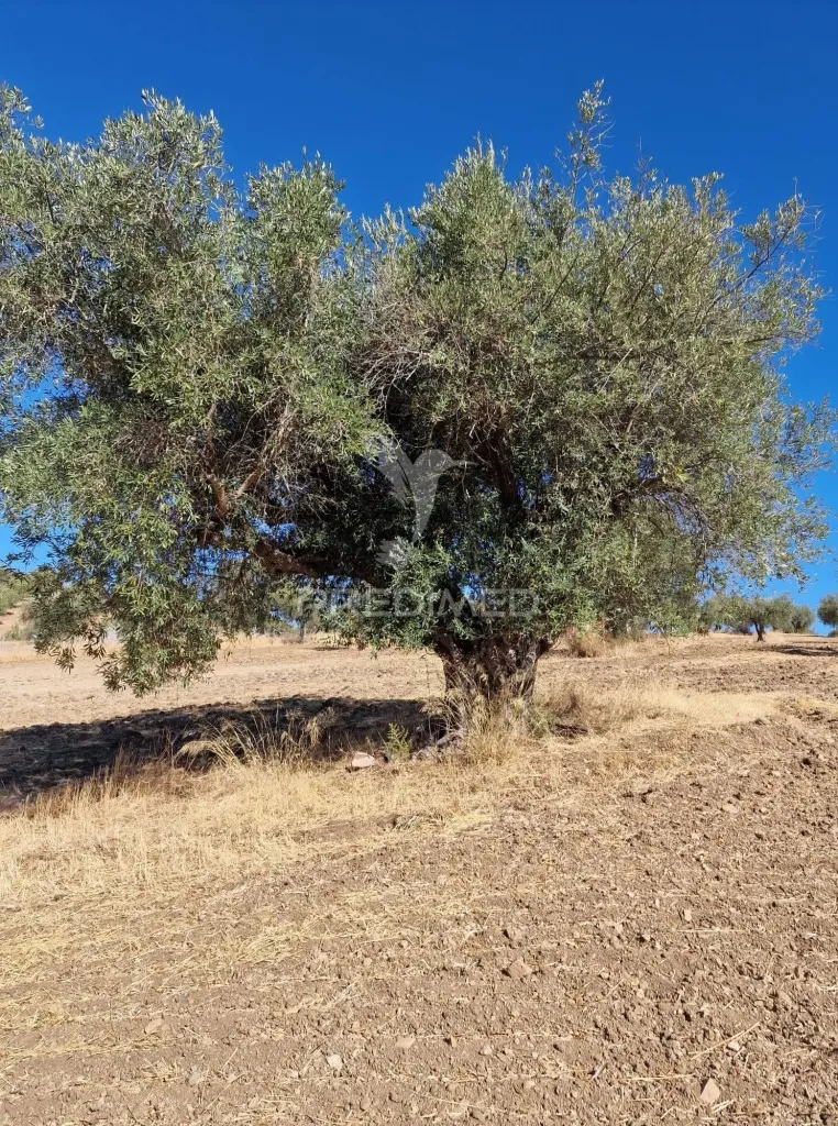 Jardin - Rustic Land with Olive Trees in Vale Sobrigo