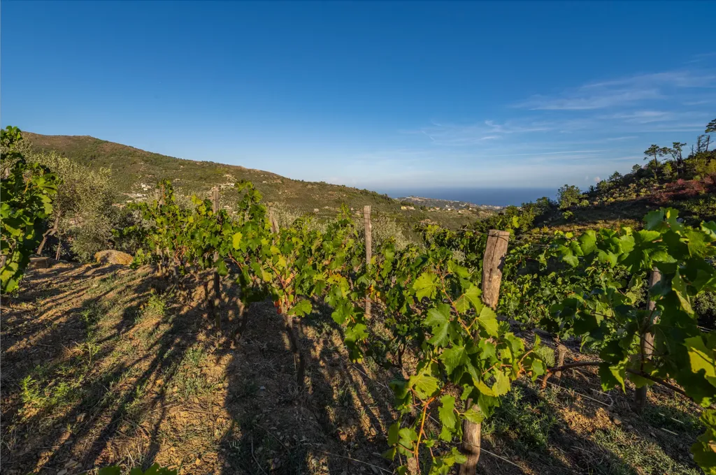 Jardin - Estate with Sea View in Sanremo