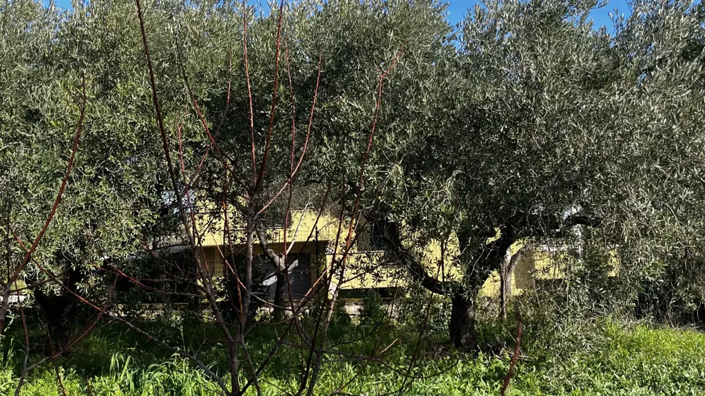 Jardin - Rustic Bungalow with Olive Grove in Fossacesia