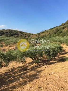 Todas las fotos (1) - Agricultural Land with Olive Grove in Sitiá