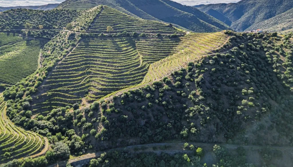 Vineyard with Riverfront in Douro Superior