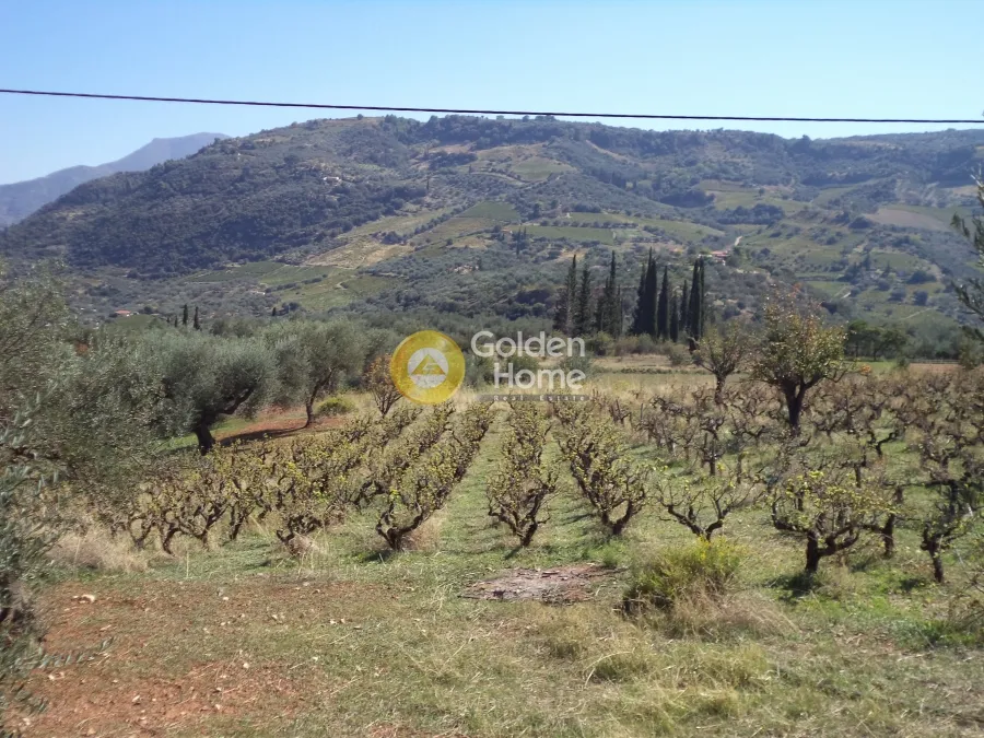 Jardin - Agricultural Plot with Olive Trees in Aegio