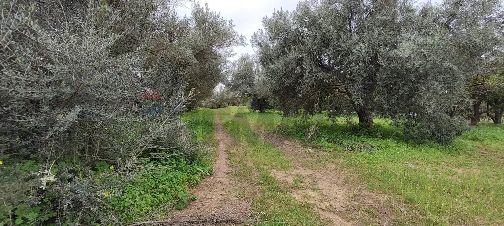 Jardin - Agricultural Plot with Olive Trees in Grammichele