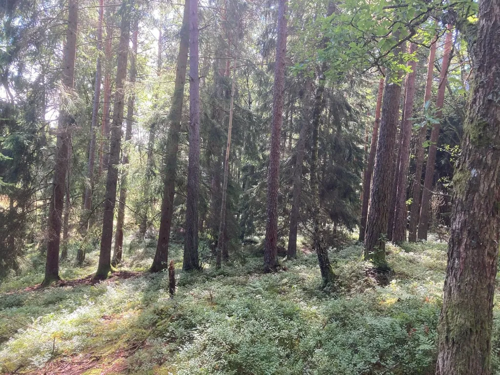 Jardin - Forest Land with Timber in Fröstebo-Gråbo