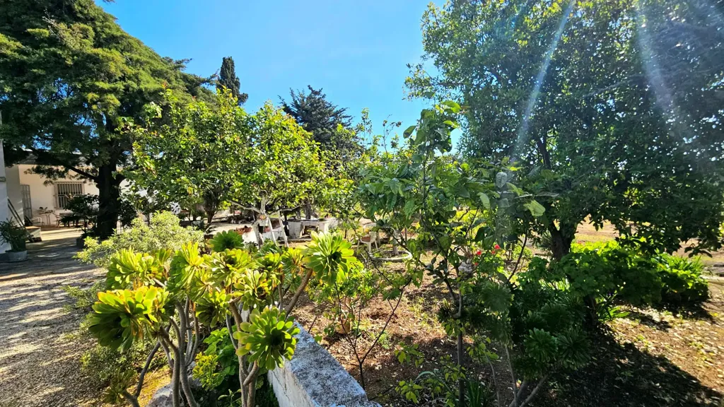 Jardin - Villa with Olive Grove near Carovigno