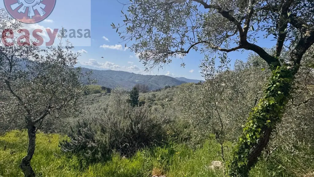 Jardin - Rustic Property with Olive Grove in Lucca