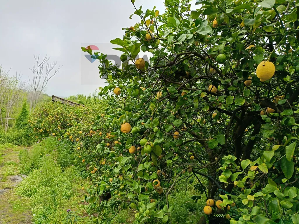 Jardin - Agricultural Estate with Lemon Grove in Mascali