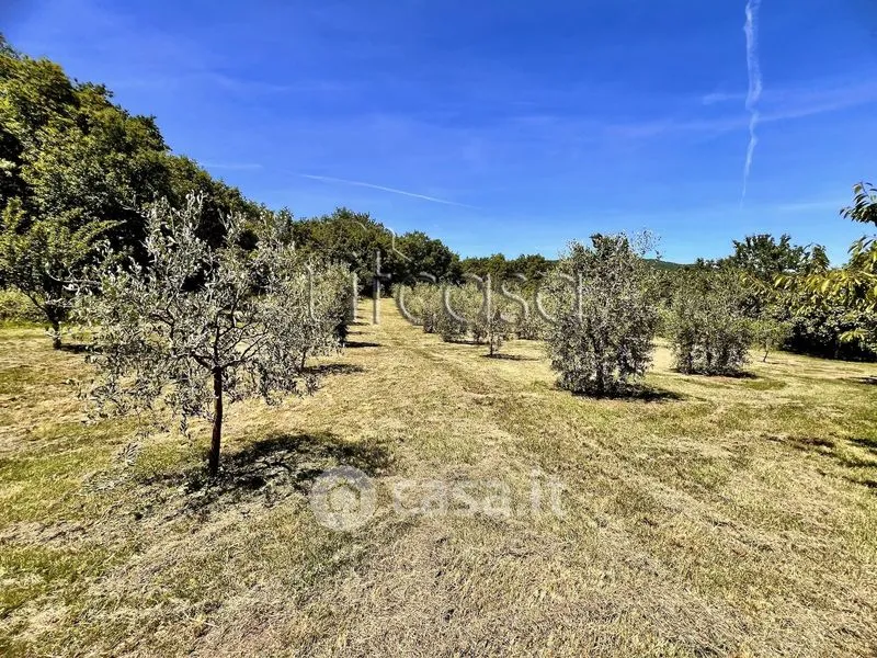 Aed - Rustic Tuscan Casale with Olive Grove in Anghiari