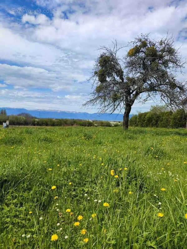 Aed - Viabilised Plot with Garden Potential in Morestel