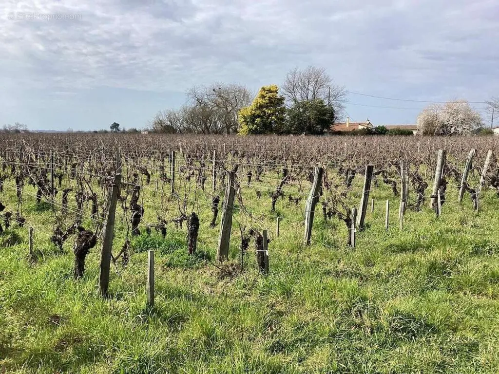 Aed - Vineyard Plot with Bio Cultivation in Saint-Sulpice-De-Faleyrens