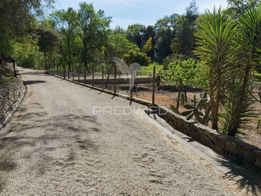 Extérieur - Quinta with Olive Grove in Torre do Bispo