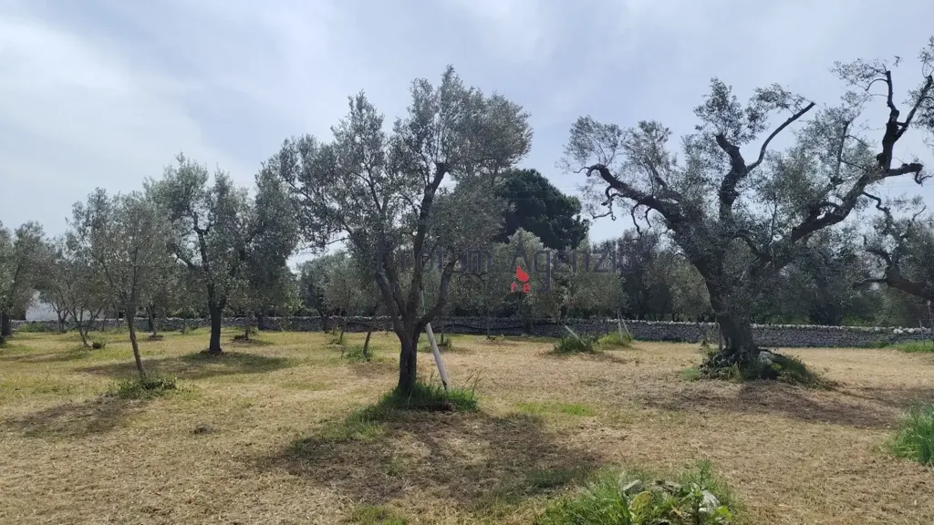 Giardino - Villa with Pool in Carovigno