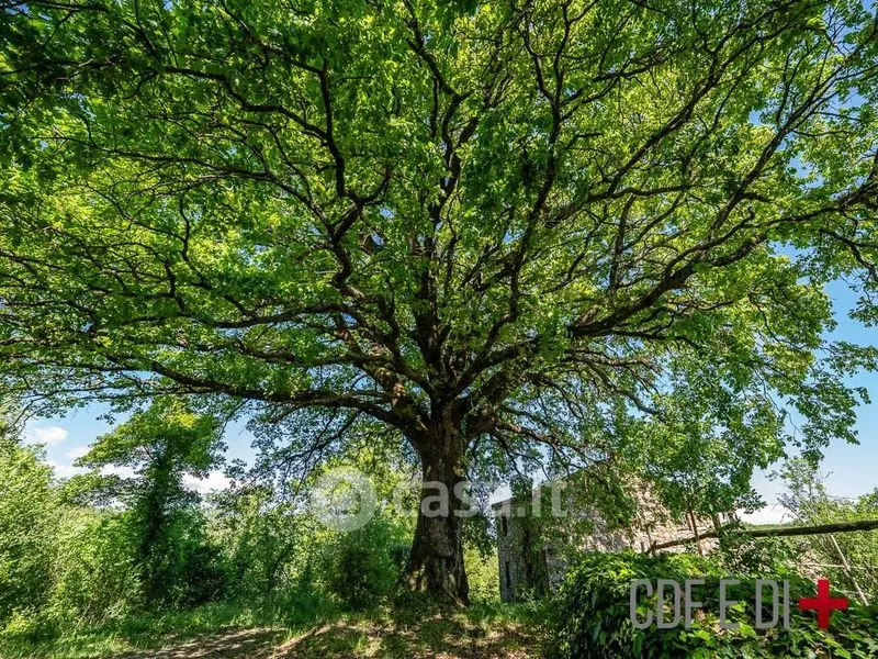 Giardino - Rustic Casale to Complete in Montieri