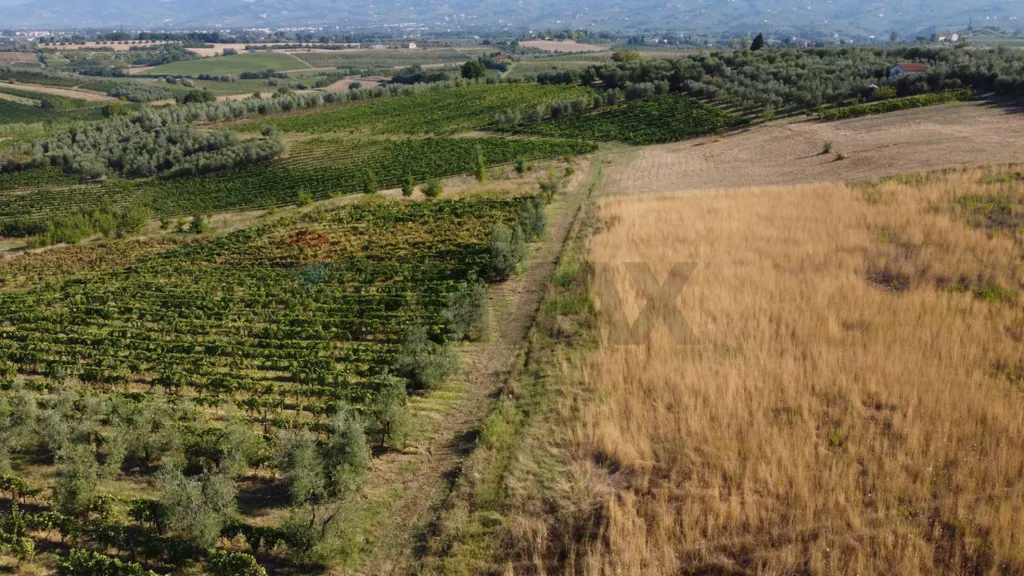 Aed - Wine Cellar with Vineyard in Vinci