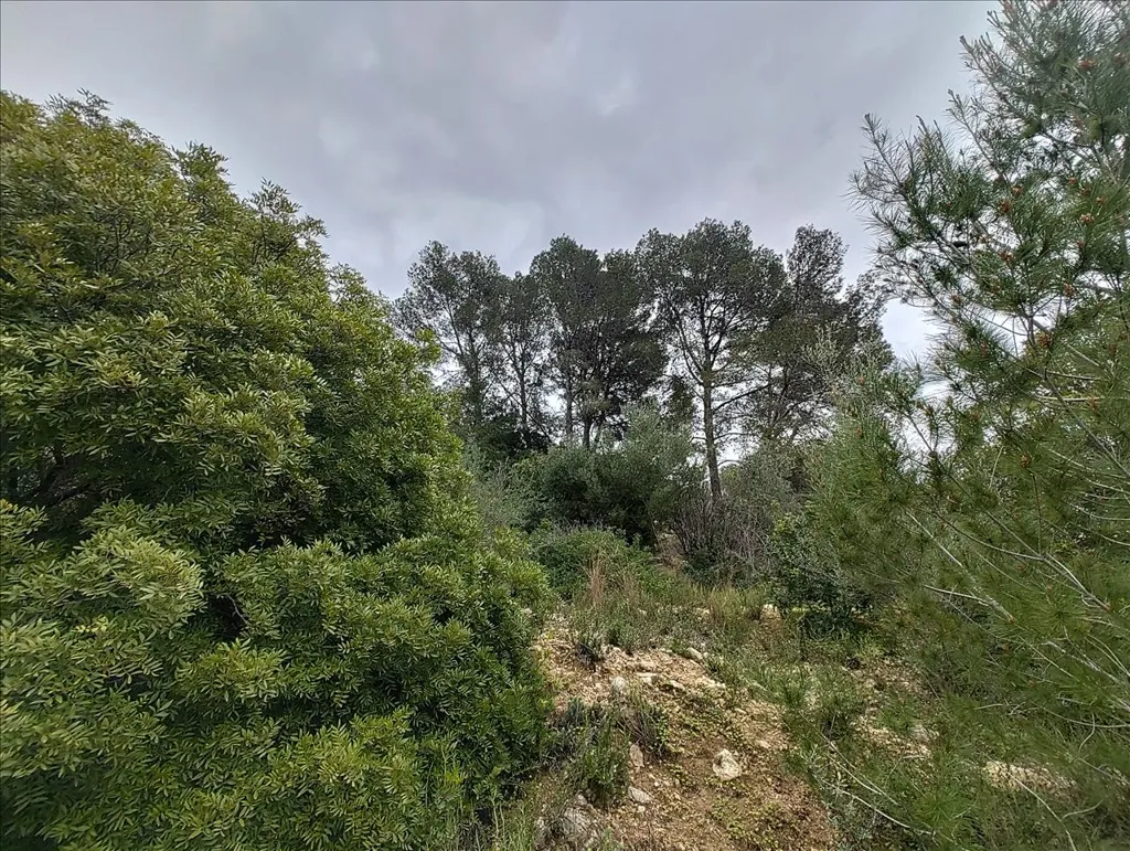 Jardin - Rustic Land with Vineyard in La Llosa de Ranes