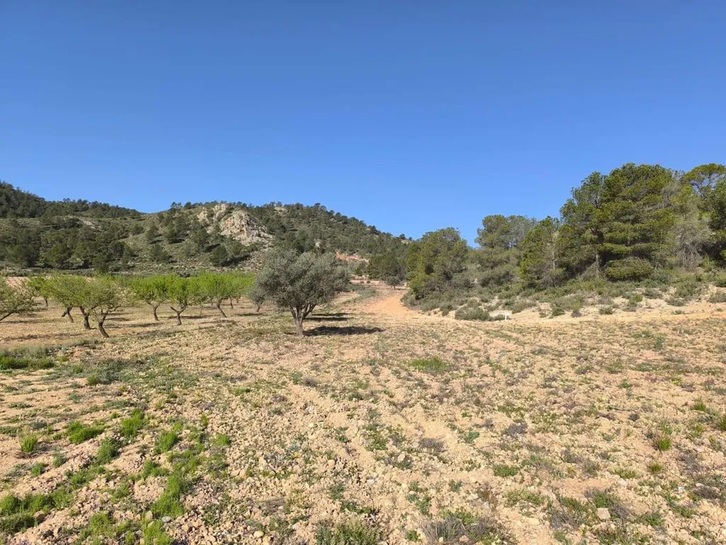 Jardin - Large Plot near Yecla