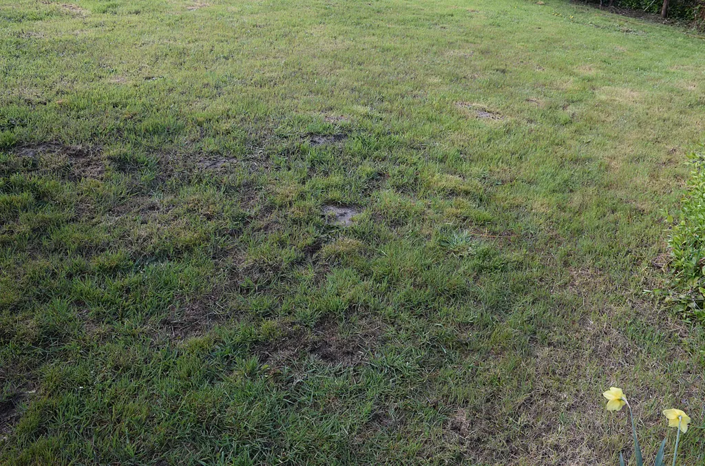 Jardin - Terrain Constructible avec Piscine à Chambœuf