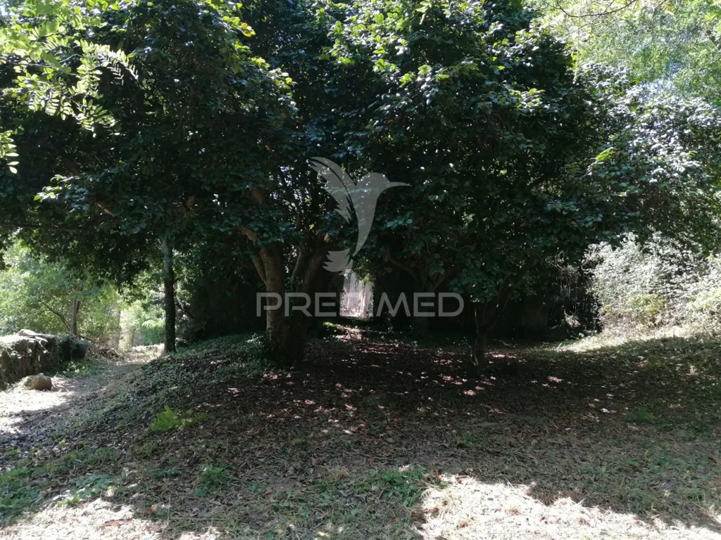 Aed - Rural Quinta with Olive Trees in Douro Region