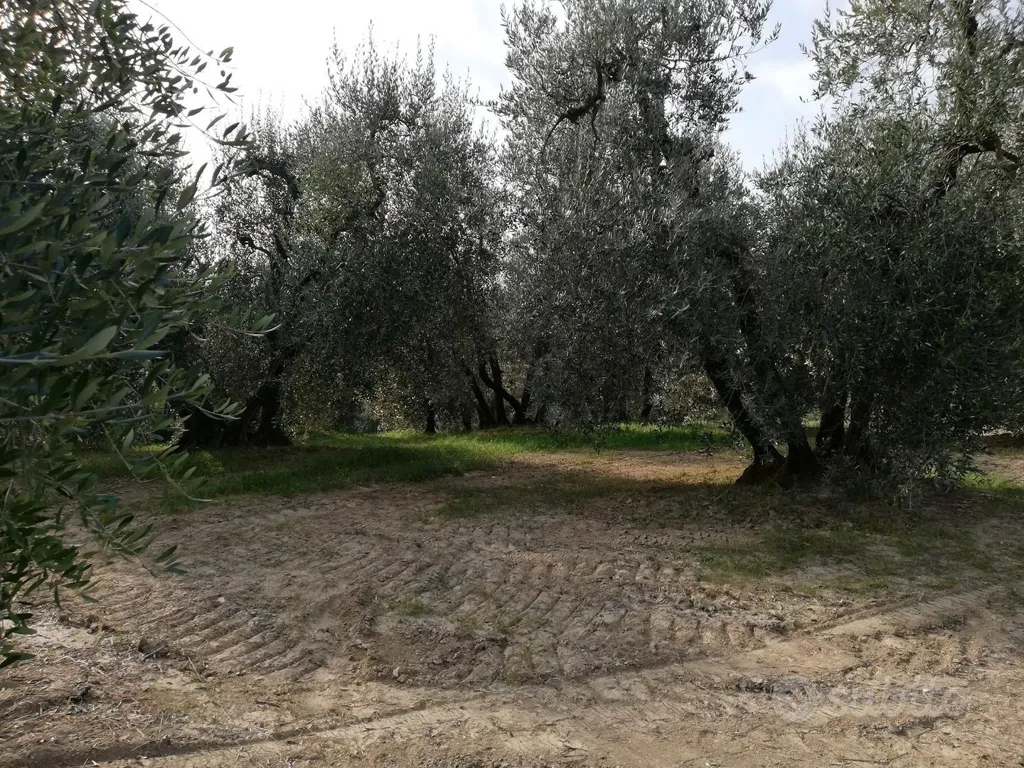 Jardin - Olive Grove in Terricciola, Soiana