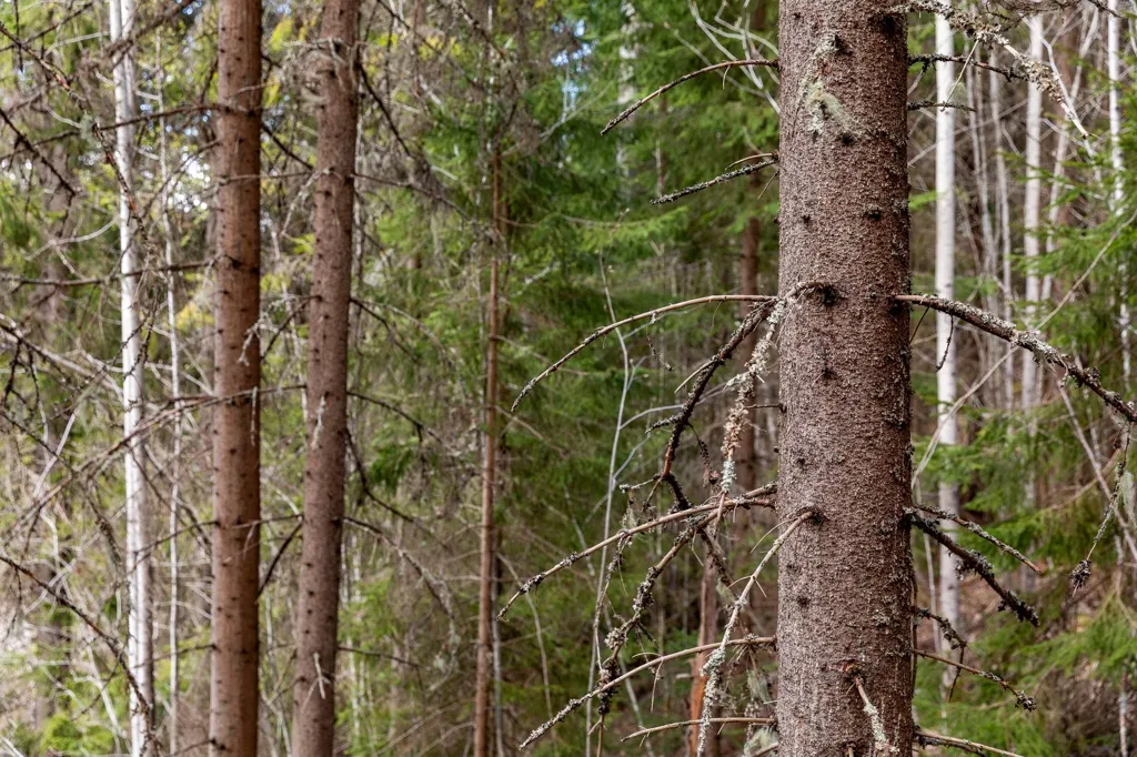Unbuilt Land with Forest in Sundsvall