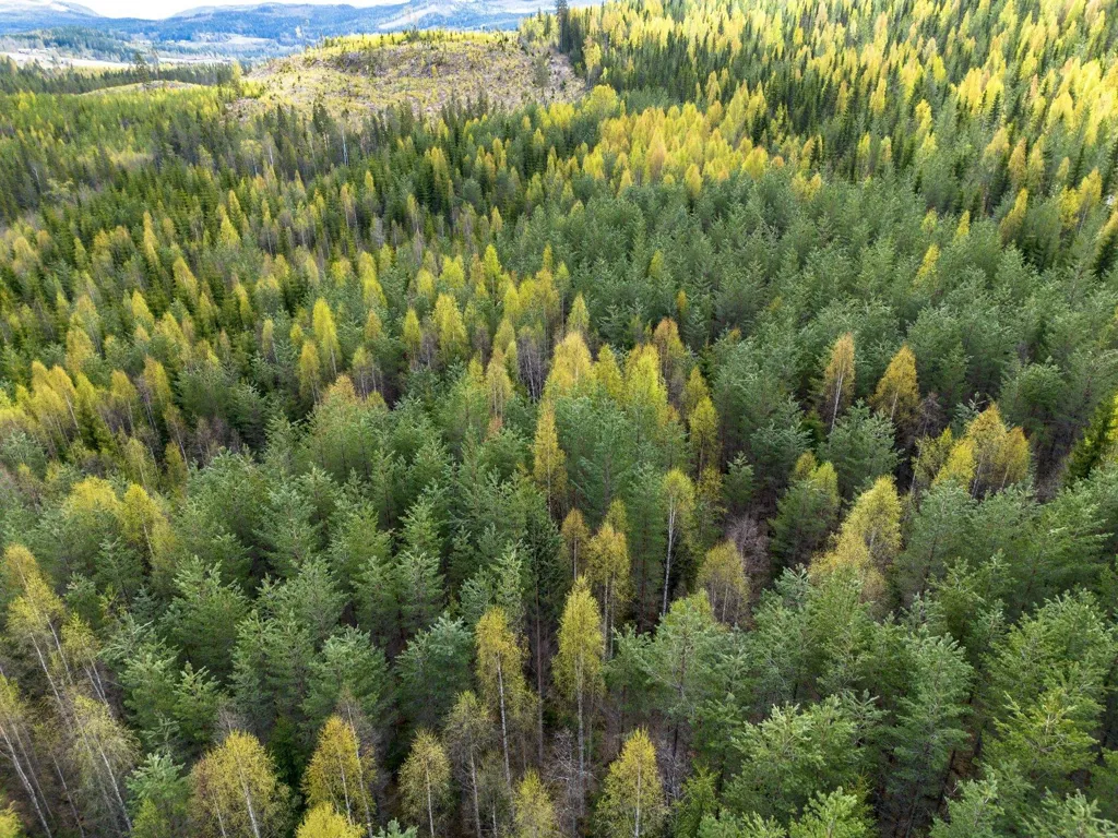 Forest Farm with Timber Rights in Östra Jämtland