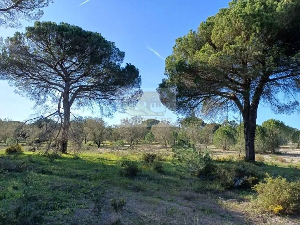 Jardin - Land with Pine Trees near Grândola