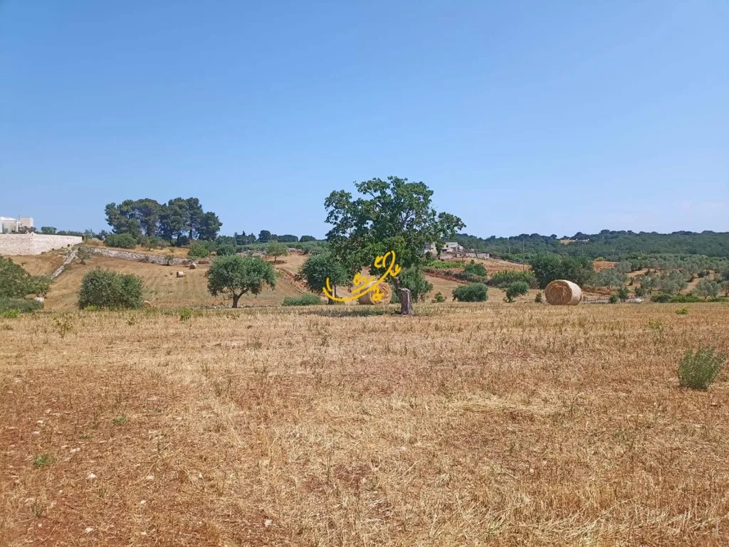 Jardin - Trullo for Renovation in Martina Franca