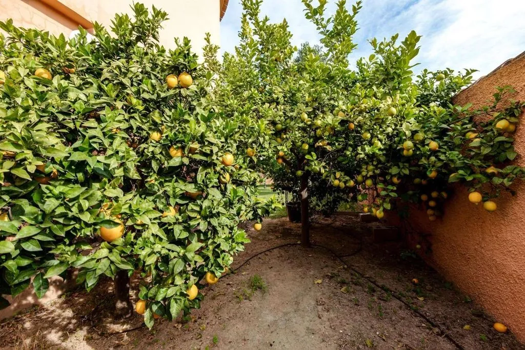 Garden - Luxury Villa with Private Pool in San Luis, Torrevieja