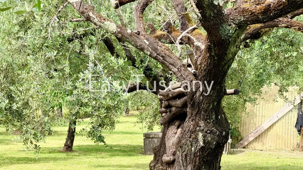 Jardin - Villa with Olive Grove in Montecarlo