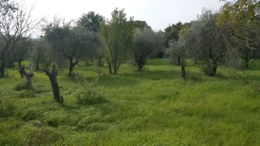 Jardin - Rustic Casale with Olive Grove in Castel Madama
