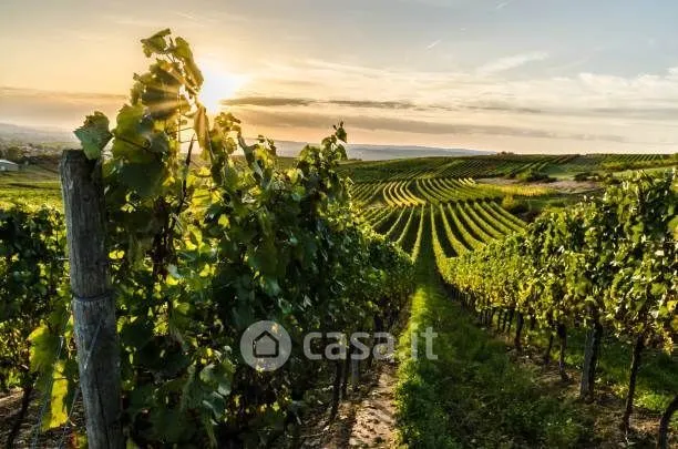 Jardin - Chianti Farmhouse with Vineyard and Pool in Greve