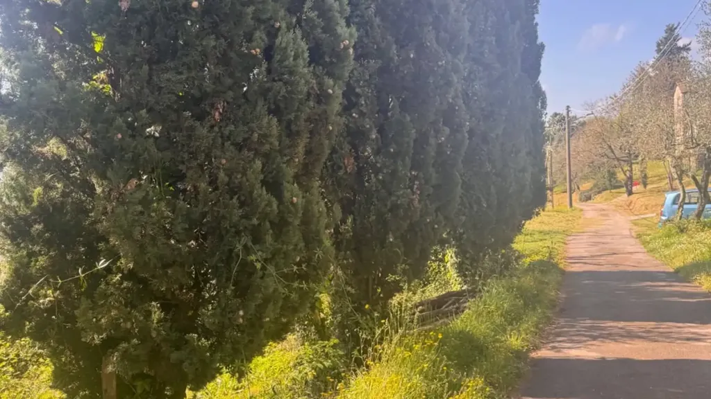 Extérieur - Rustic Property with Olive Grove in Lucca